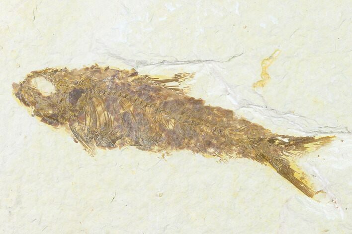 Fossil Fish (Knightia) - Wyoming #143468